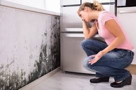 Why You Should Choose Our Mold Remediation Services in Fairfax, IA